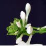 hosta Diana remembered
