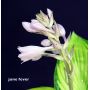 Hosta June fever