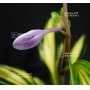 Hosta Rainbow's end