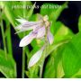 Hosta Yellow polka dot bikini