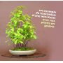 carpinus japonica 1 single tree