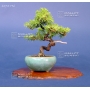 Mini bonsai genevrier rigida  N°8 Kyosuke Gun