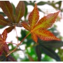 ACER  palmatum 'Atropurpureum' de bouture en godet