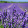 lavender christmas tree