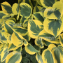 Hosta Autumn frost pot 3 litres