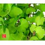 Ginkgo biloba de semis en godet