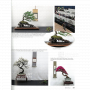 BONSAI FOCUS N° 130