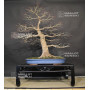 acer palmatum seigen ref :042025