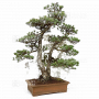 VENDU pinus pentaphylla 030120251