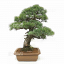VENDU Pinus pentaphylla ref 030120254