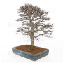 Acer buergerianum ref :21020253