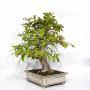 pseudocamelia japonica 23070254