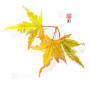 acer palmatum ijoshi