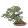 PINUS PENTAPHYLLA ref: 13010261