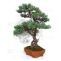 PINUS PENTAPHYLLA ref: 28070261