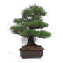 Pinus thunbergii ref: 16070261