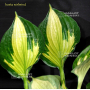 Hosta Whirlwind