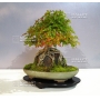 Mini bonsai N°7 érables de burger K Gun