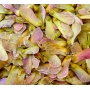 Graines d'Acer amoenum umegae