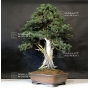 Mini bonsai N°8 genevrier rigida Kyosuke Gun