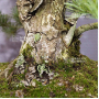 Pinus pentaphylla 28070221