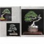 BONSAI FOCUS N° 107