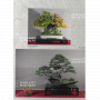 Bonsai focus magazine 109