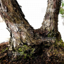 VENDU pinus pentaphylla 030120251