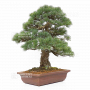 VENDU Pinus pentaphylla ref 030120254