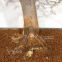 Acer buergerianum ref :21020253