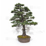 picea  jezoensis 28070251