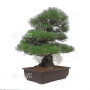 Pinus thunbergii ref: 16070261