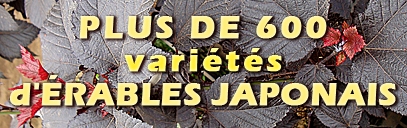 Un large choix d'érables pour votre jardin