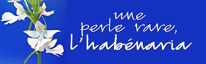 Orchidée terrestre d'origine japonaise à floraison estivale blanche en grappe légèrement parfumée. Plante vivace à rhizome charnu à cultiver en pot.