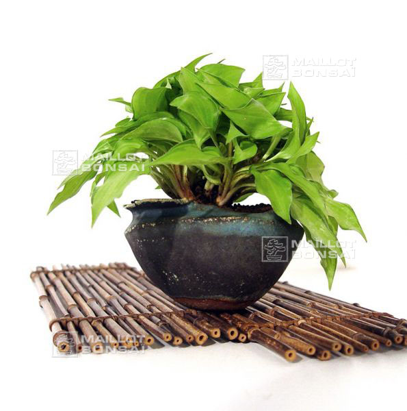 kusamono