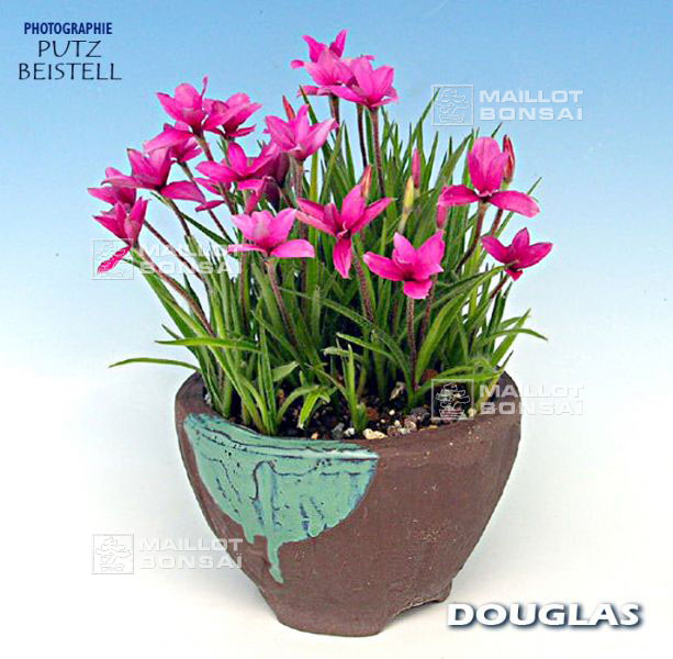 rhodohypoxis