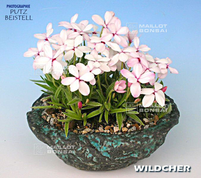 rhodohypoxis