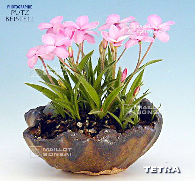 rhodohypoxis