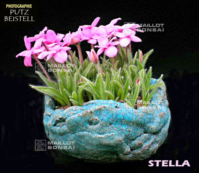 rhodohypoxis