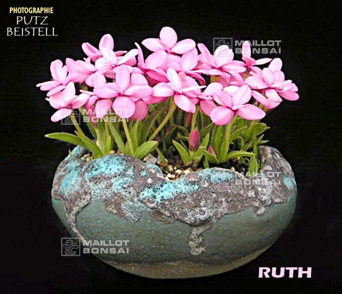 rhodohypoxis