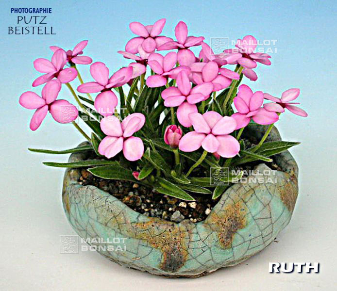 rhodohypoxis