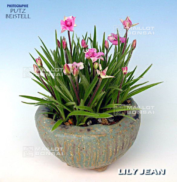 rhodohypoxis
