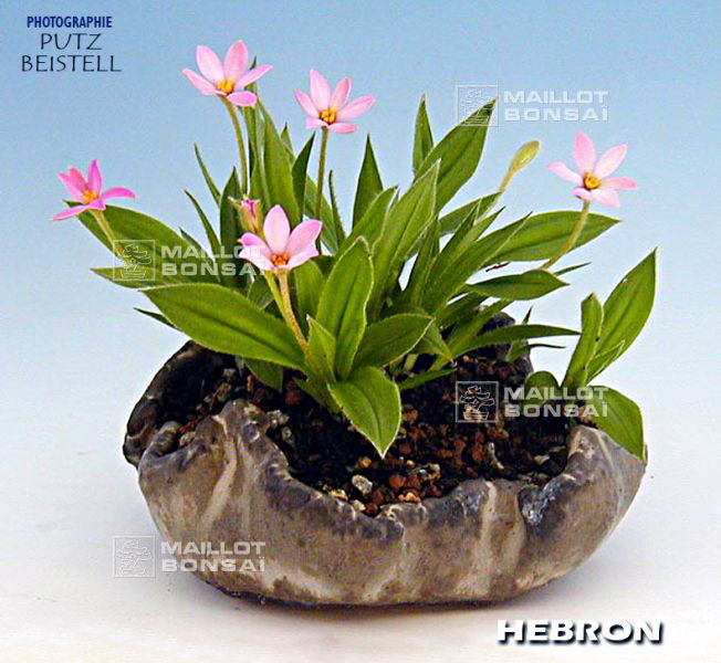 rhodohypoxis