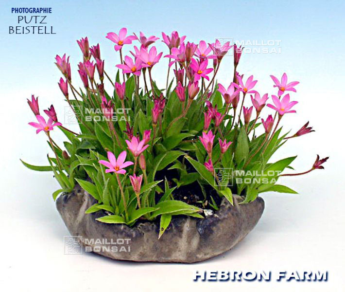 rhodohypoxis