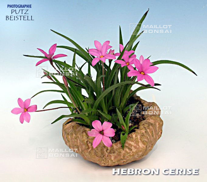 rhodohypoxis