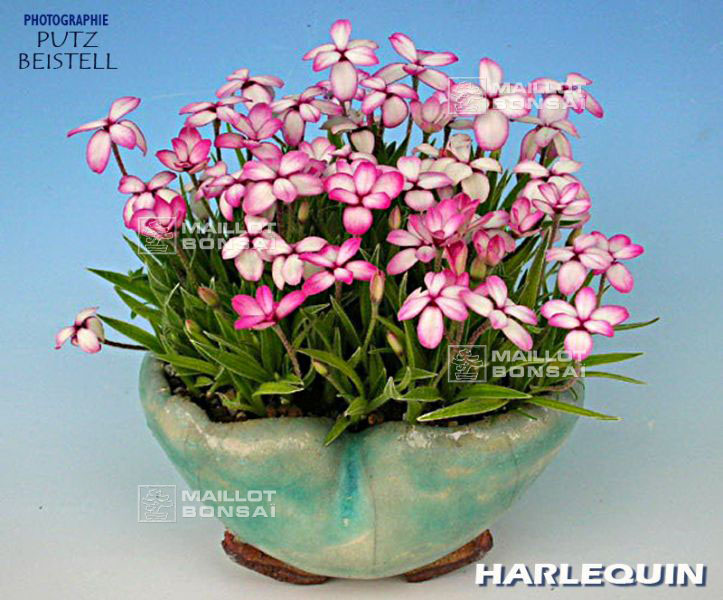 rhodohypoxis