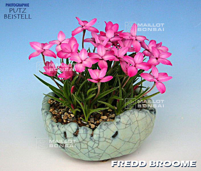 rhodohypoxis