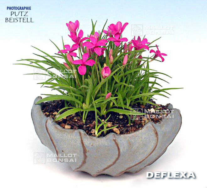 rhodohypoxis
