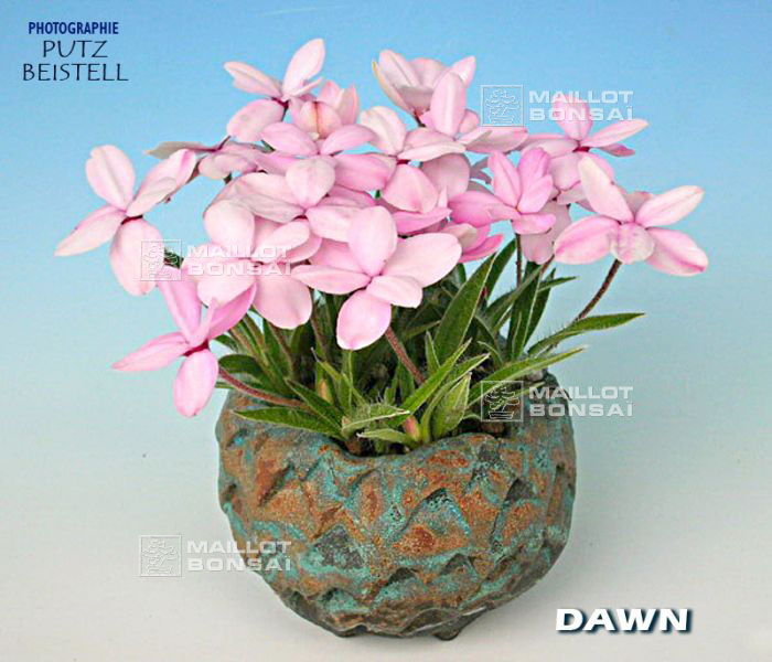 rhodohypoxis