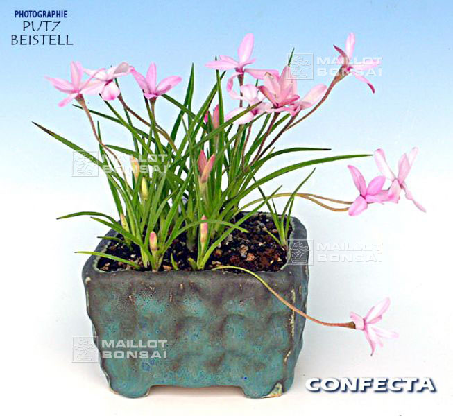 rhodohypoxis